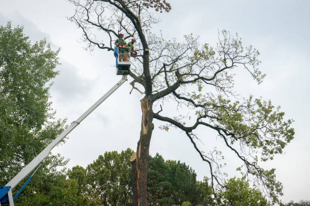 Tree Health Inspection in Romulus, MI